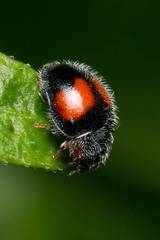 Diomus notescens