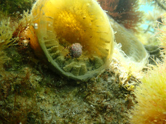 Pagurixus handrecki