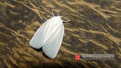 Chasminodes albonitens