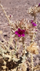 Cistanthe salsoloides
