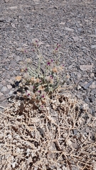 Cistanthe salsoloides