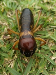 Stenopelmatoidea