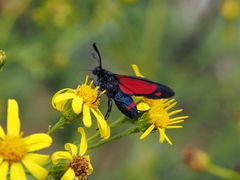 Zygaena dorycnii