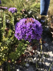 Pseudoselago pulchra