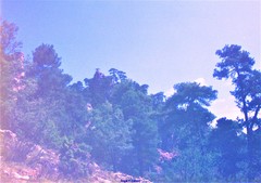 Pinus nigra salzmannii