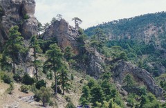 Pinus nigra salzmannii