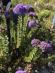 Pseudoselago pulchra