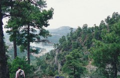 Pinus nigra salzmannii