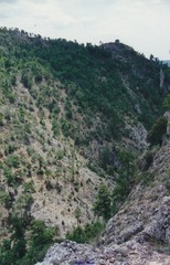 Pinus nigra salzmannii