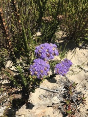 Pseudoselago pulchra