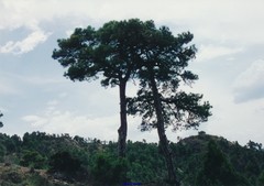 Pinus nigra salzmannii