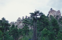 Pinus nigra salzmannii