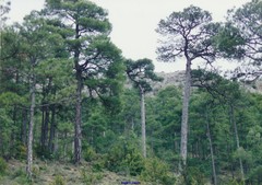 Pinus nigra salzmannii