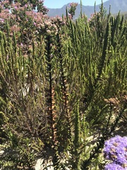 Pseudoselago pulchra