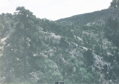 Pinus nigra salzmannii