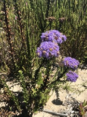 Pseudoselago pulchra