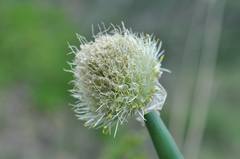 Allium altaicum