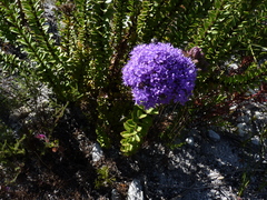 Pseudoselago pulchra