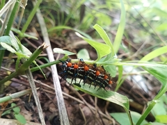 Doleschallia bisaltide