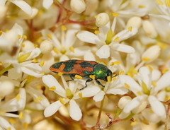 Castiarina hilaris