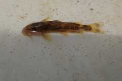 Chiloglanis bifurcus