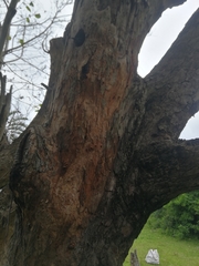 Phoeniculus purpureus