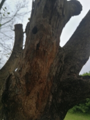 Phoeniculus purpureus