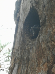 Phoeniculus purpureus