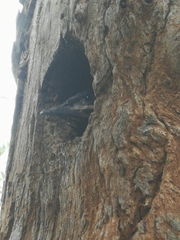 Phoeniculus purpureus