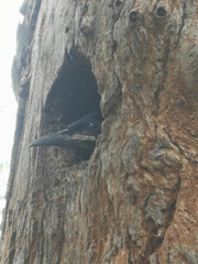 Phoeniculus purpureus