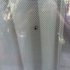 Plagiodera erythroptera