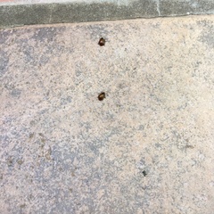 Plagiodera erythroptera