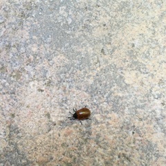 Plagiodera erythroptera