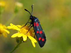 Zygaena dorycnii