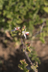 Pelargonium carnosum carnosum
