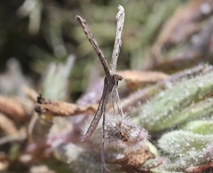 Agdistis americana
