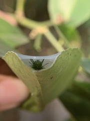 Bijoaraneus mitificus