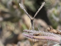 Agdistis americana