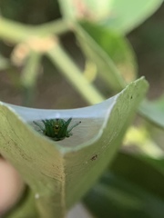 Bijoaraneus mitificus