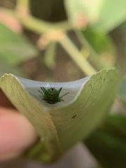 Bijoaraneus mitificus