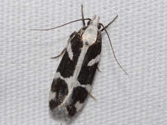 Epilechia catalinella