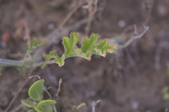 Pelargonium carnosum carnosum