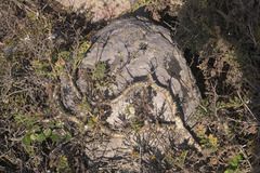 Pelargonium carnosum carnosum