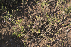 Pelargonium carnosum carnosum