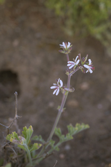 Pelargonium carnosum carnosum
