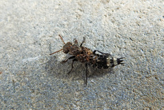 Ontholestes murinus