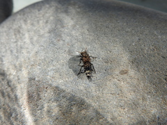 Ontholestes murinus