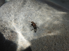 Ontholestes murinus
