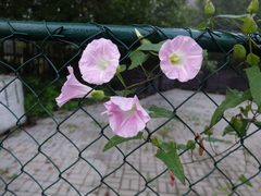 Calystegia × pulchra