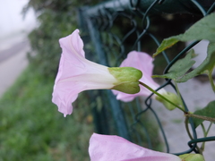 Calystegia × pulchra